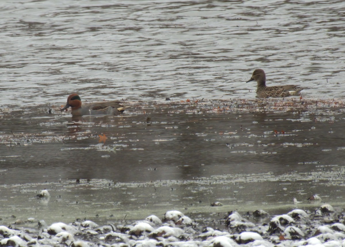 Green-winged Teal - ML645063754