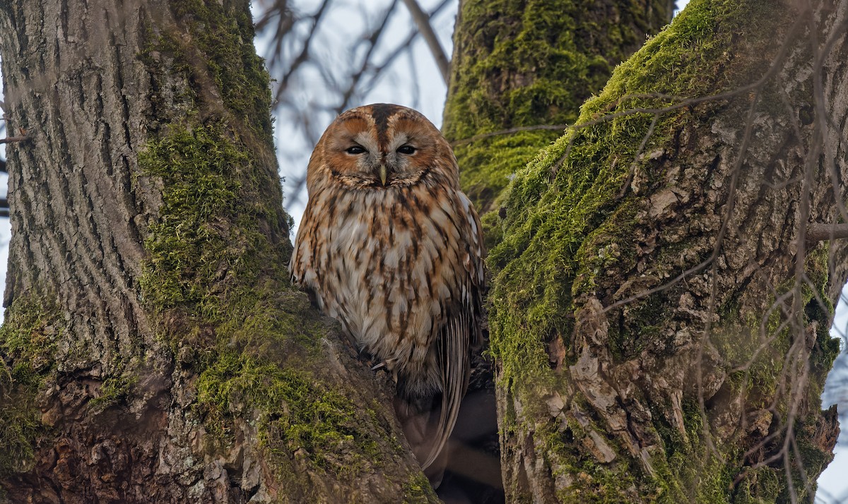 Chouette hulotte - ML645063771