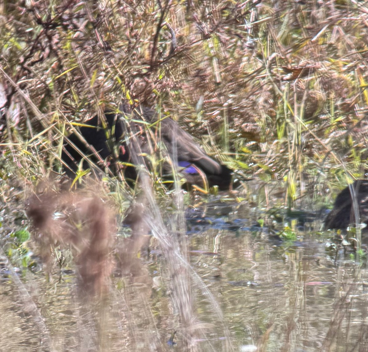 American Black Duck - ML645063772