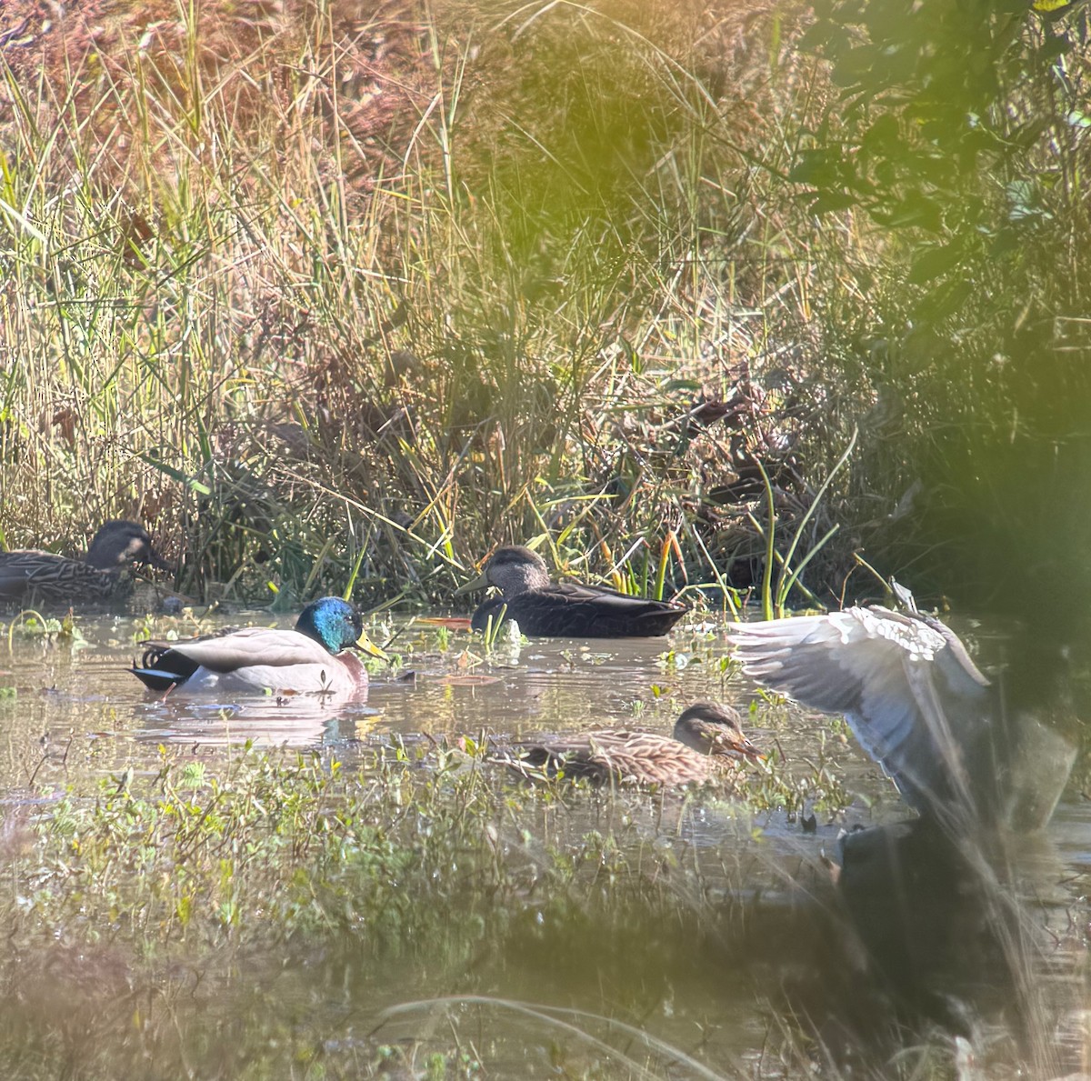 American Black Duck - ML645063773