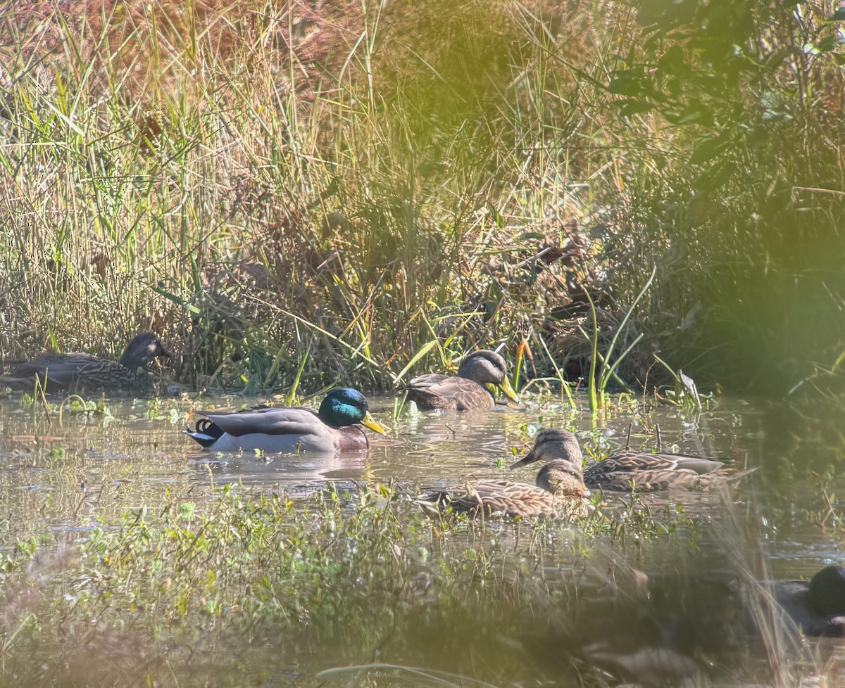 American Black Duck - ML645063774