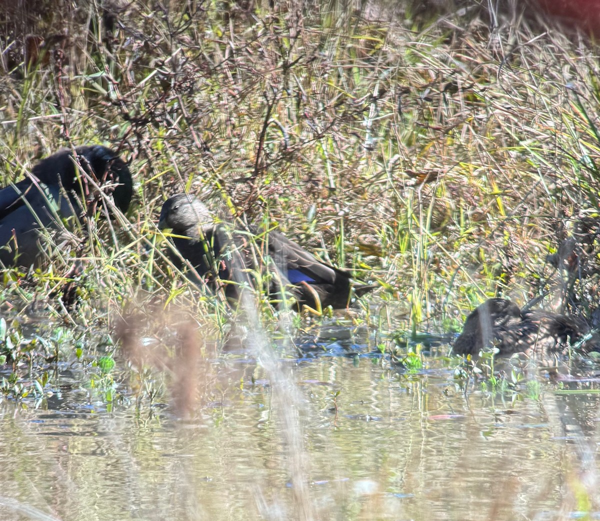 American Black Duck - ML645063775