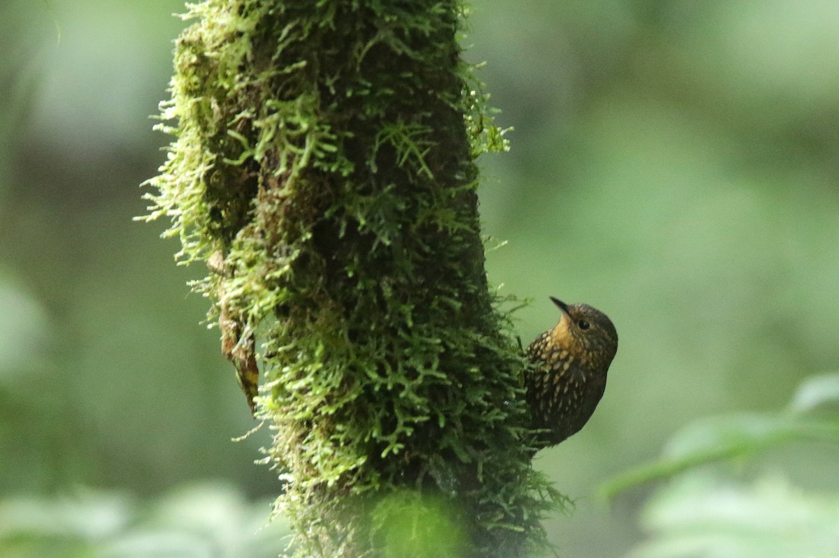 Spotted Barbtail - ML645063778