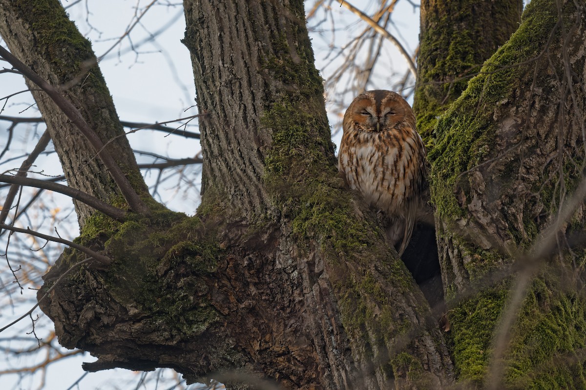 Chouette hulotte - ML645063785