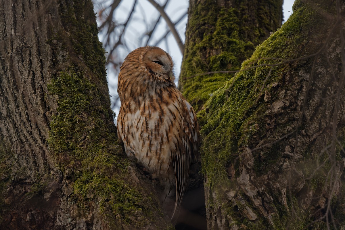 Chouette hulotte - ML645063787