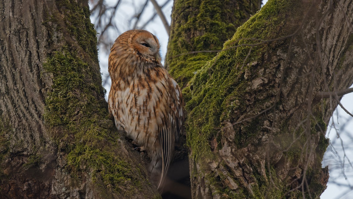 Chouette hulotte - ML645063788