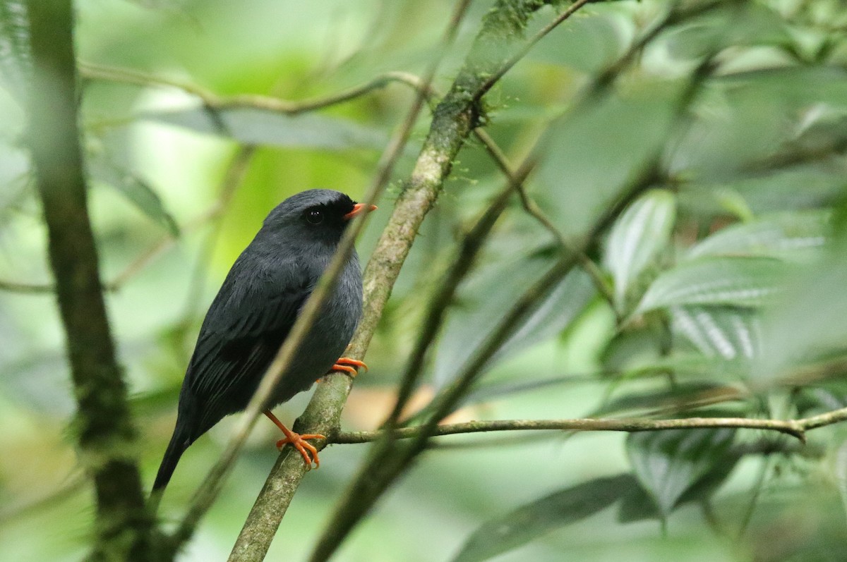 Black-faced Solitaire - ML645063795