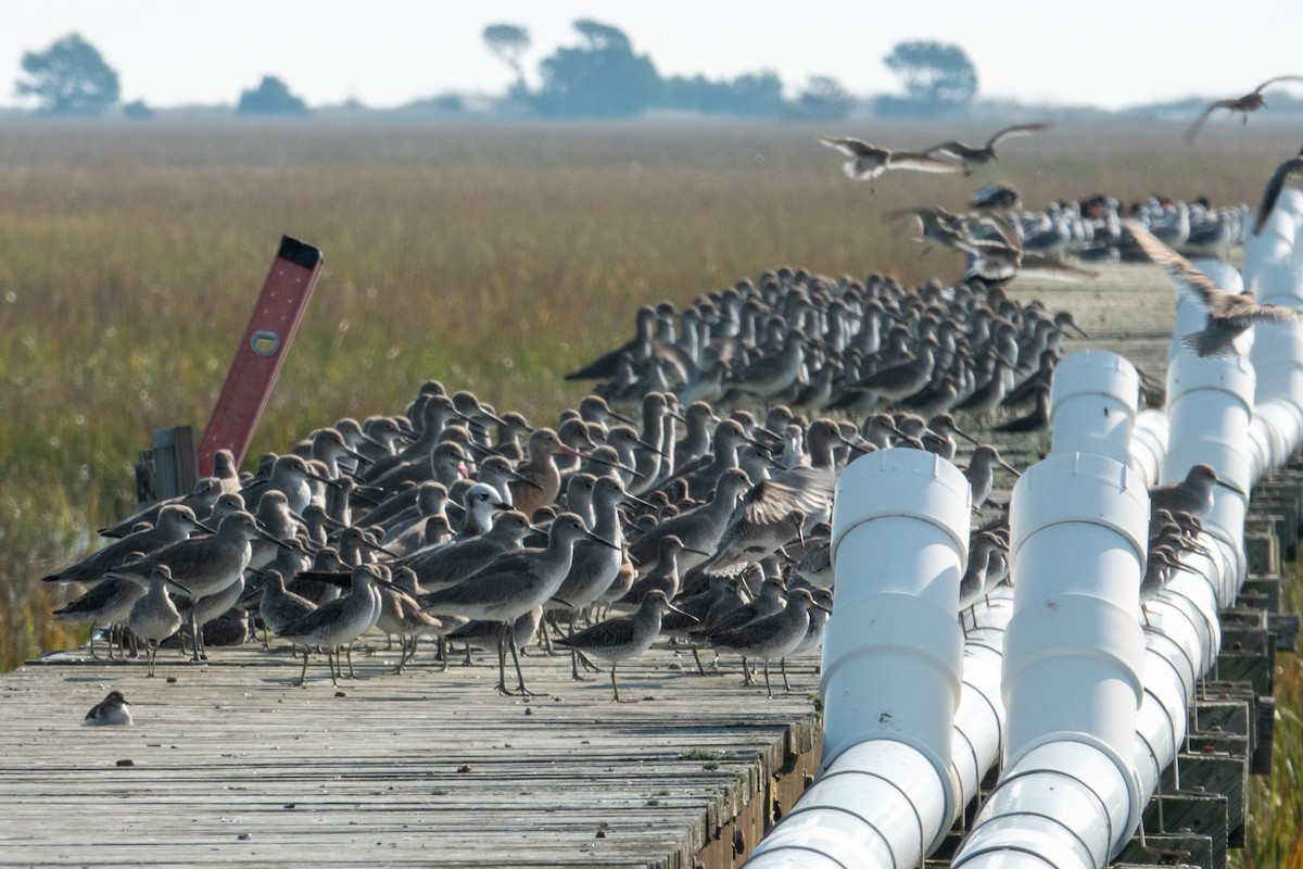 břehouš velký - ML645063812
