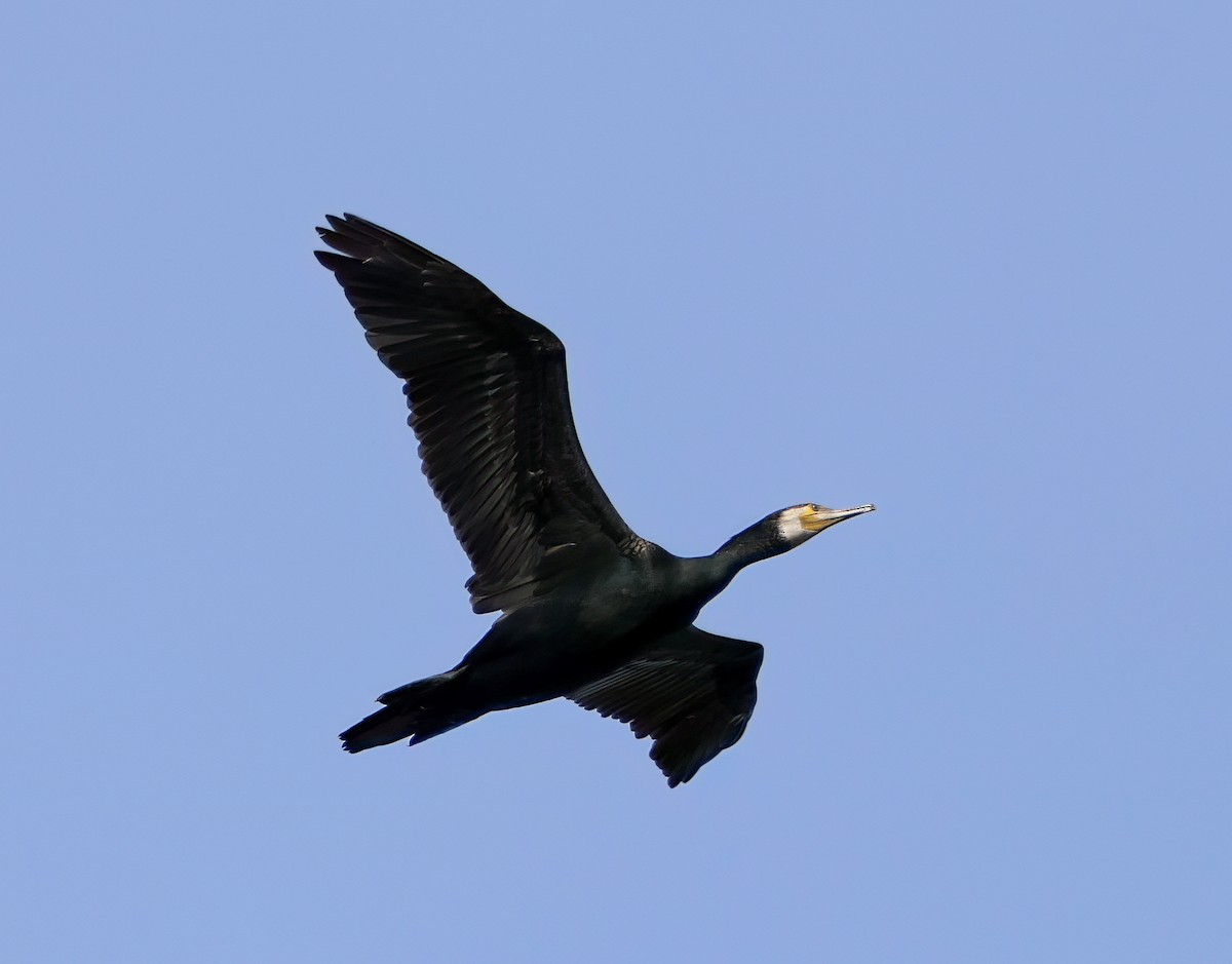 Great Cormorant - ML645063815