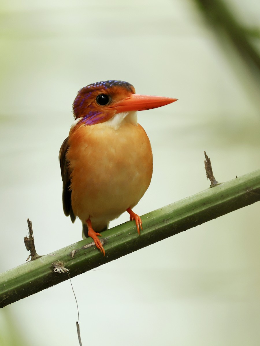 Sulawesi Dwarf-Kingfisher - ML645063824