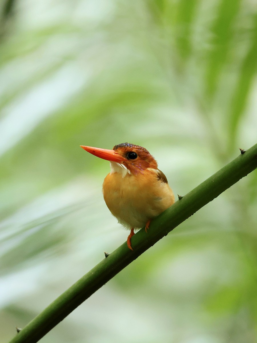 Sulawesi Dwarf-Kingfisher - ML645063830