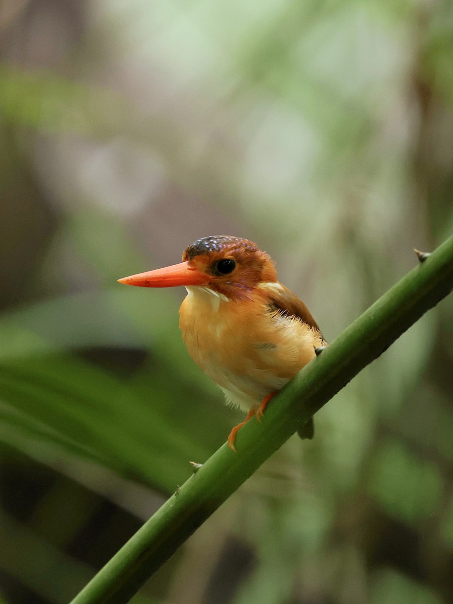 Sulawesi Dwarf-Kingfisher - ML645063831