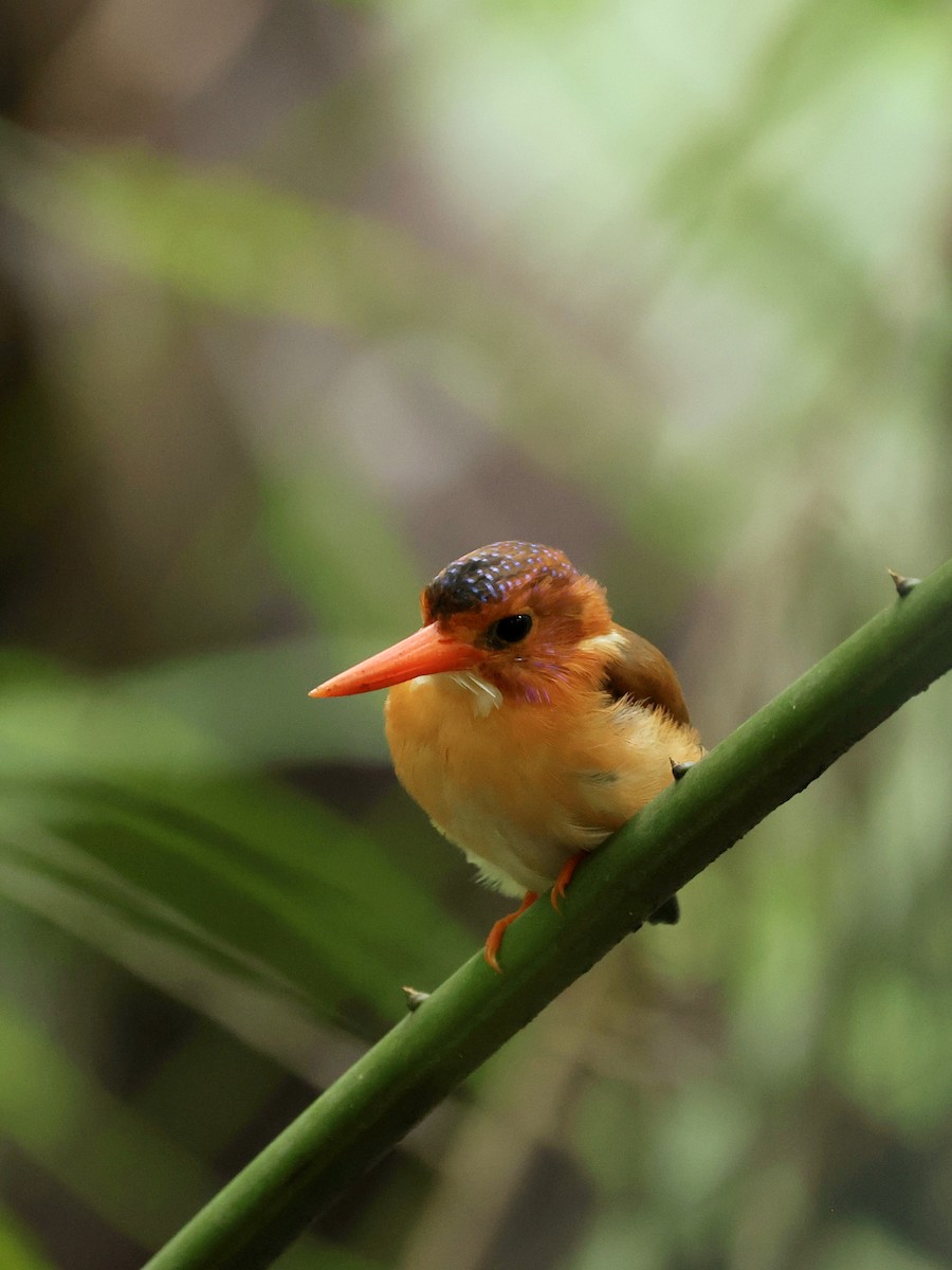 Sulawesi Dwarf-Kingfisher - ML645063832