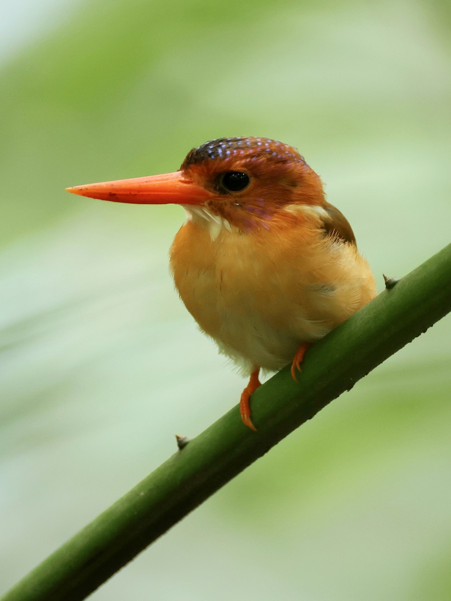 Sulawesi Dwarf-Kingfisher - ML645063833