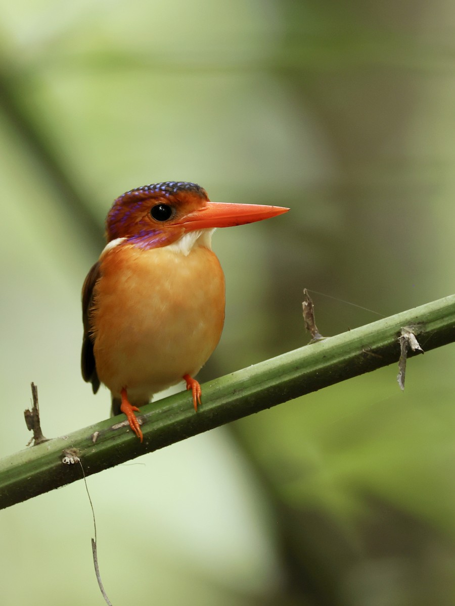 Sulawesi Dwarf-Kingfisher - ML645063834
