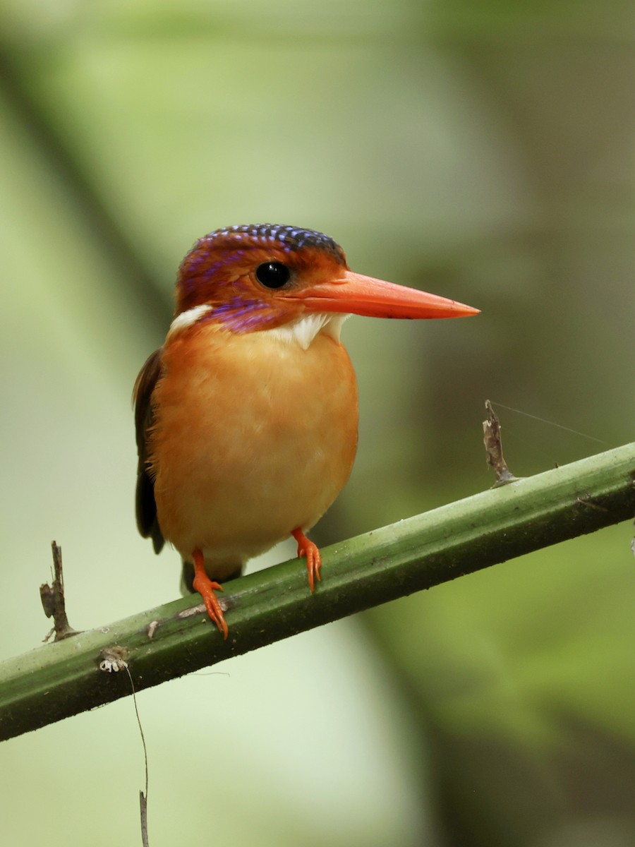 Sulawesi Dwarf-Kingfisher - ML645063835