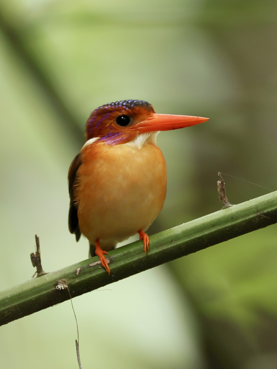 Sulawesi Dwarf-Kingfisher - ML645063836
