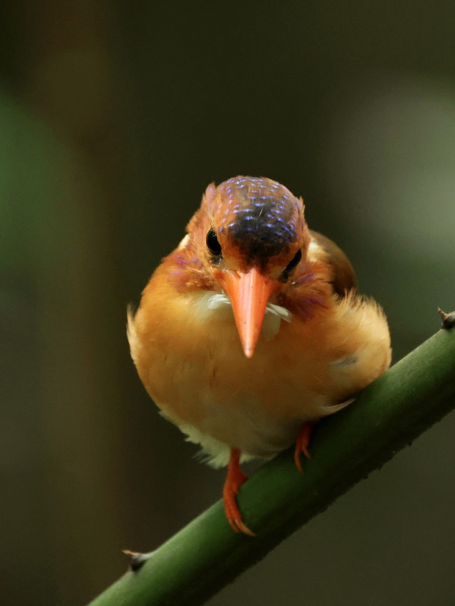 Sulawesi Dwarf-Kingfisher - ML645063837