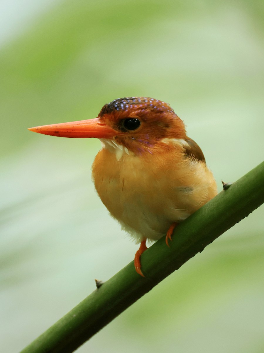 Sulawesi Dwarf-Kingfisher - ML645063838