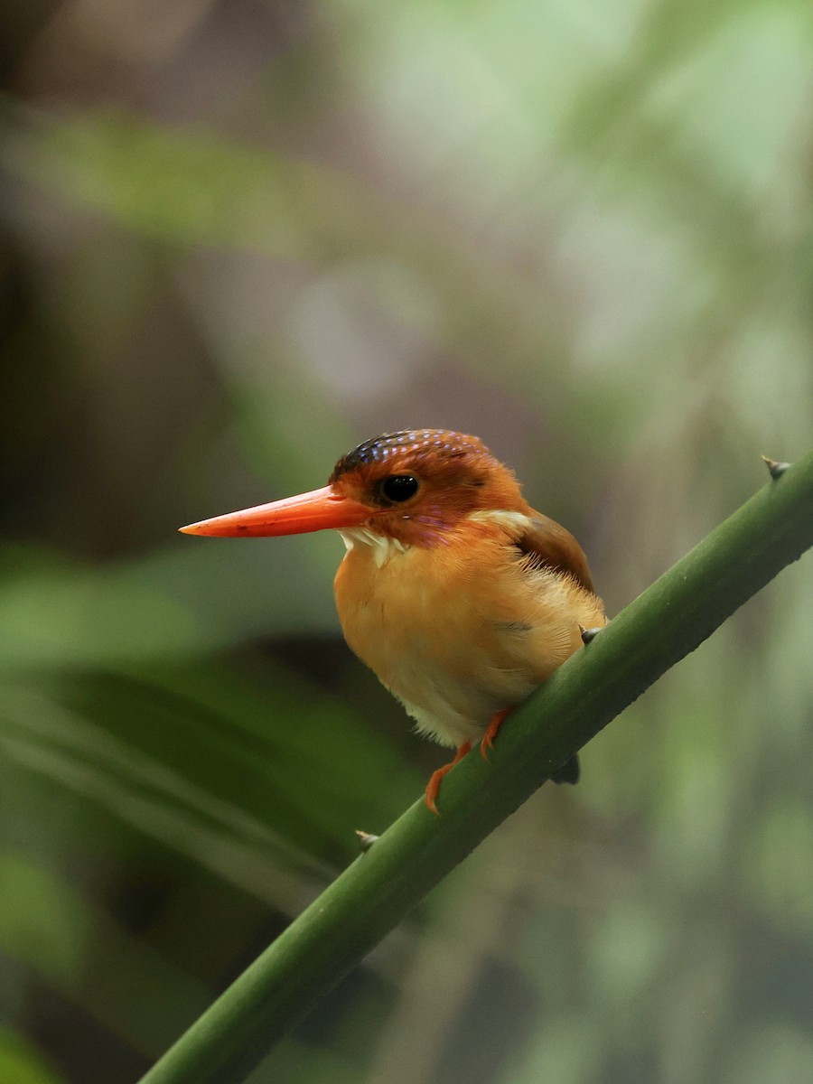 Sulawesi Dwarf-Kingfisher - ML645063839
