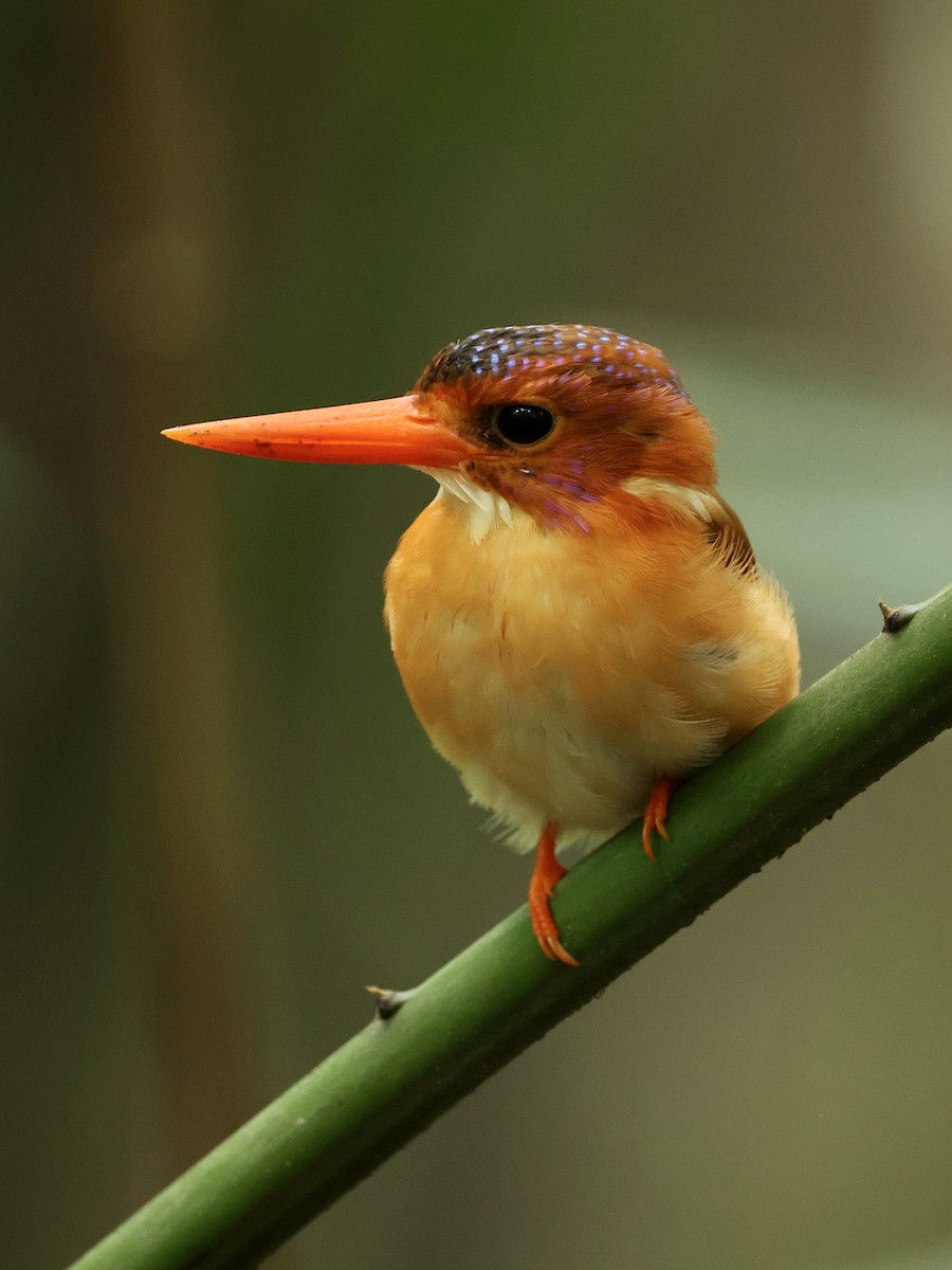 Sulawesi Dwarf-Kingfisher - ML645063840