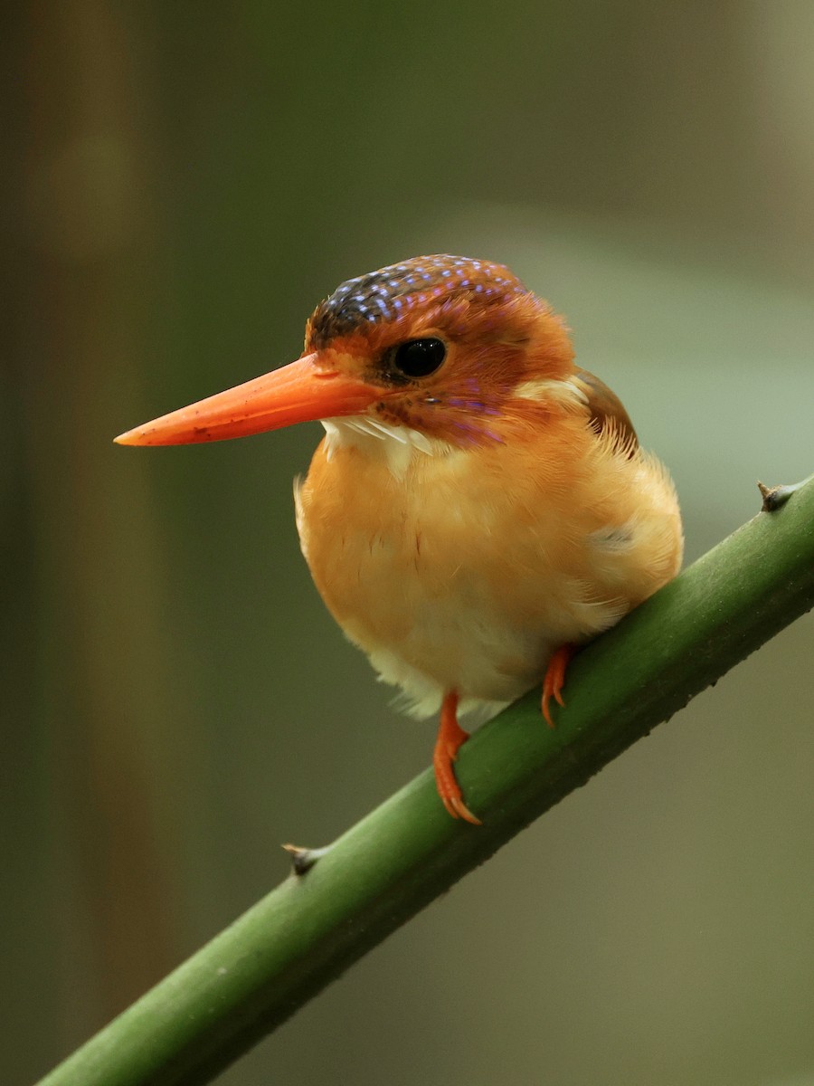 Sulawesi Dwarf-Kingfisher - ML645063841