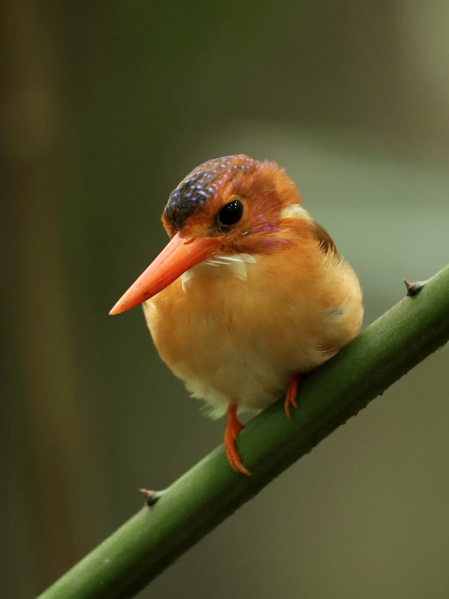 Sulawesi Dwarf-Kingfisher - ML645063842