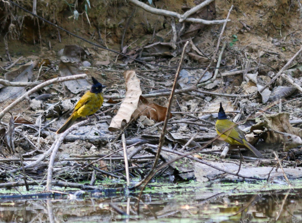 Black-crested Bulbul - ML645063868