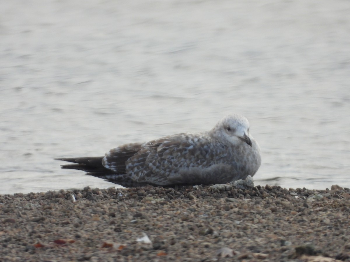 Iceland Gull (Thayer's) - ML645063871