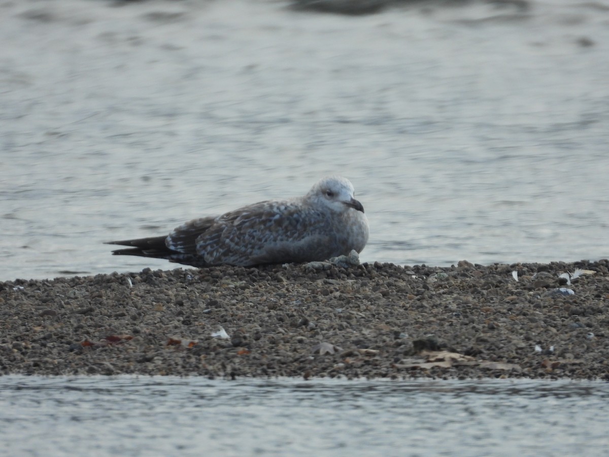 Iceland Gull (Thayer's) - ML645063873