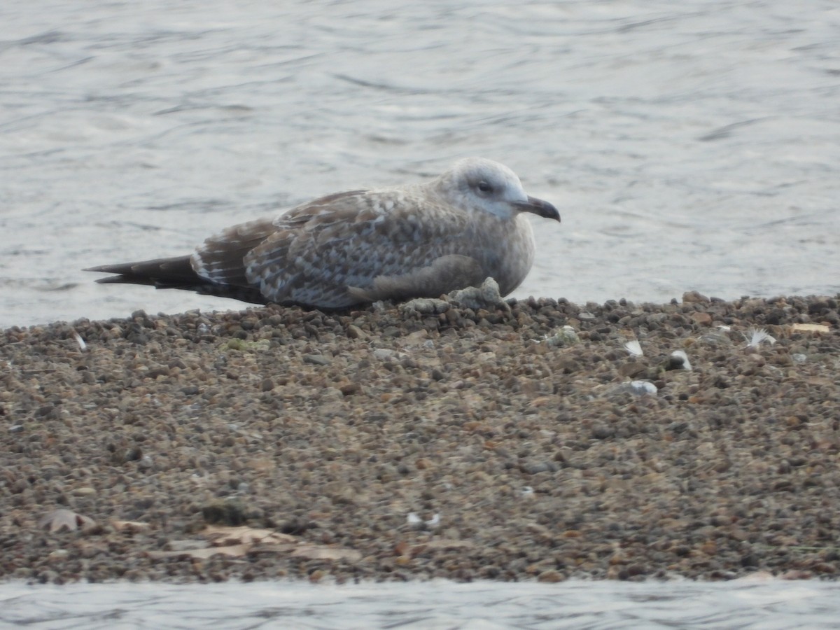 Iceland Gull (Thayer's) - ML645063875