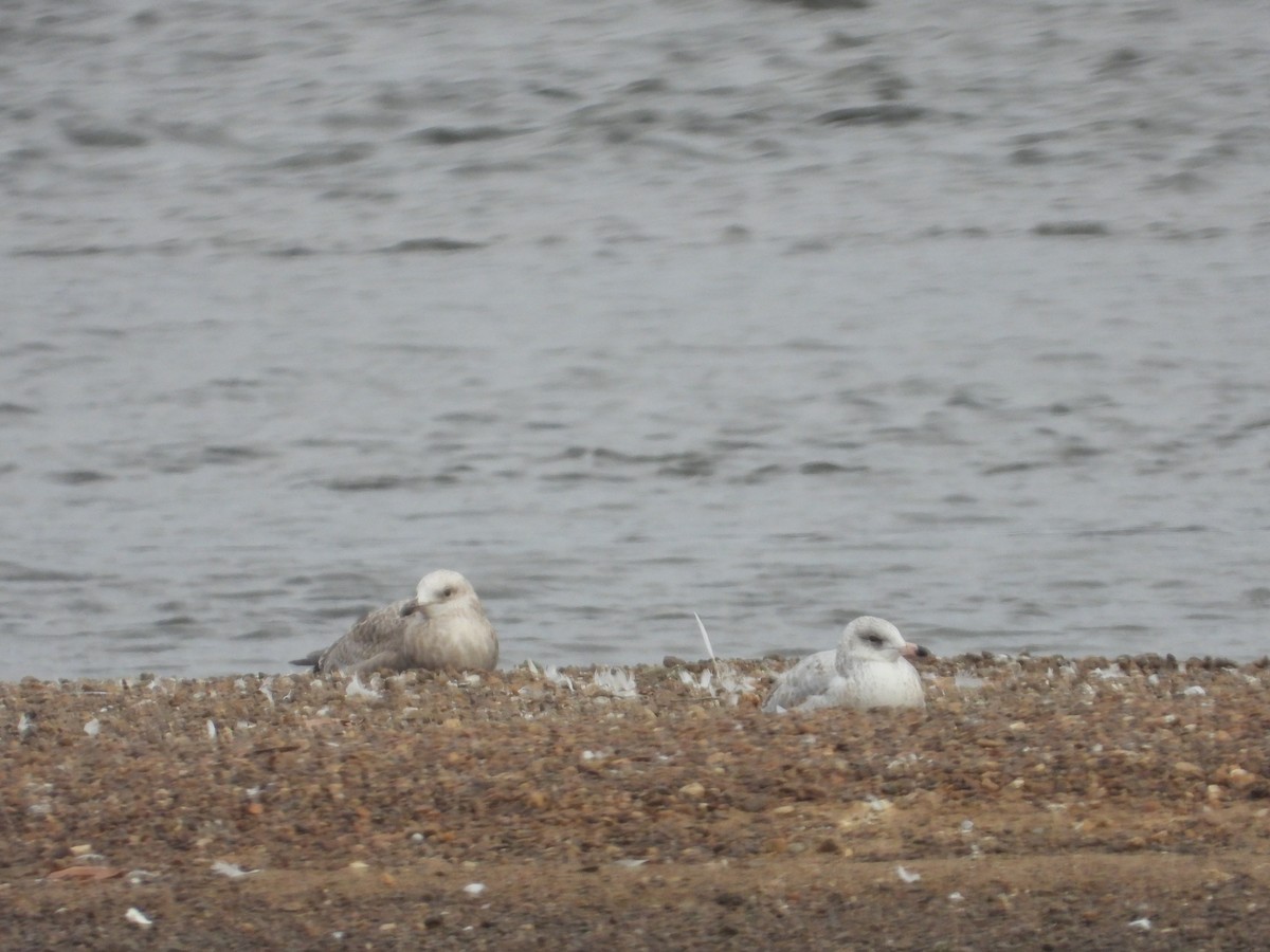 Iceland Gull (Thayer's) - ML645063876
