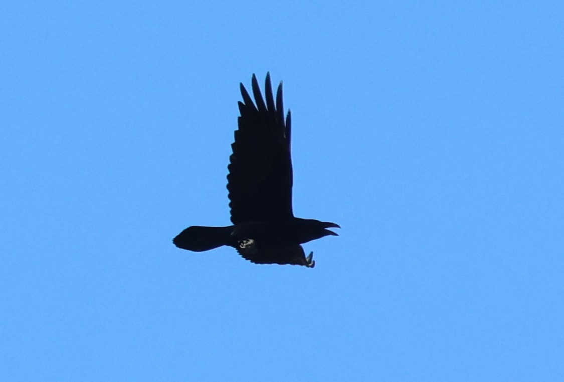 Common Raven - ML645063879
