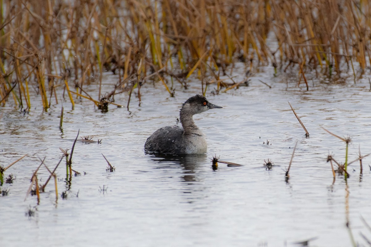 Eared Grebe - ML645063889