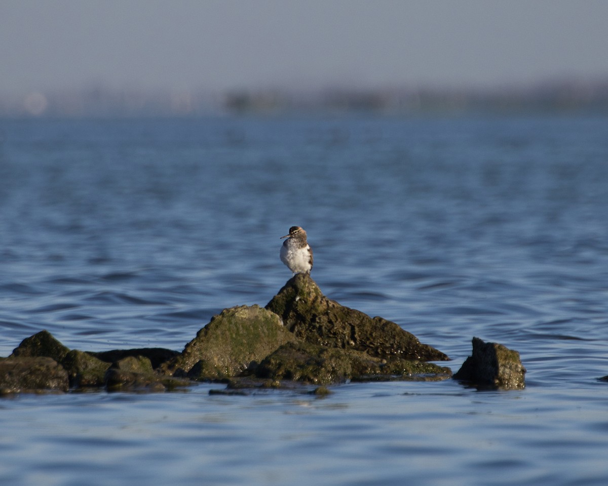 Common Sandpiper - ML645063890