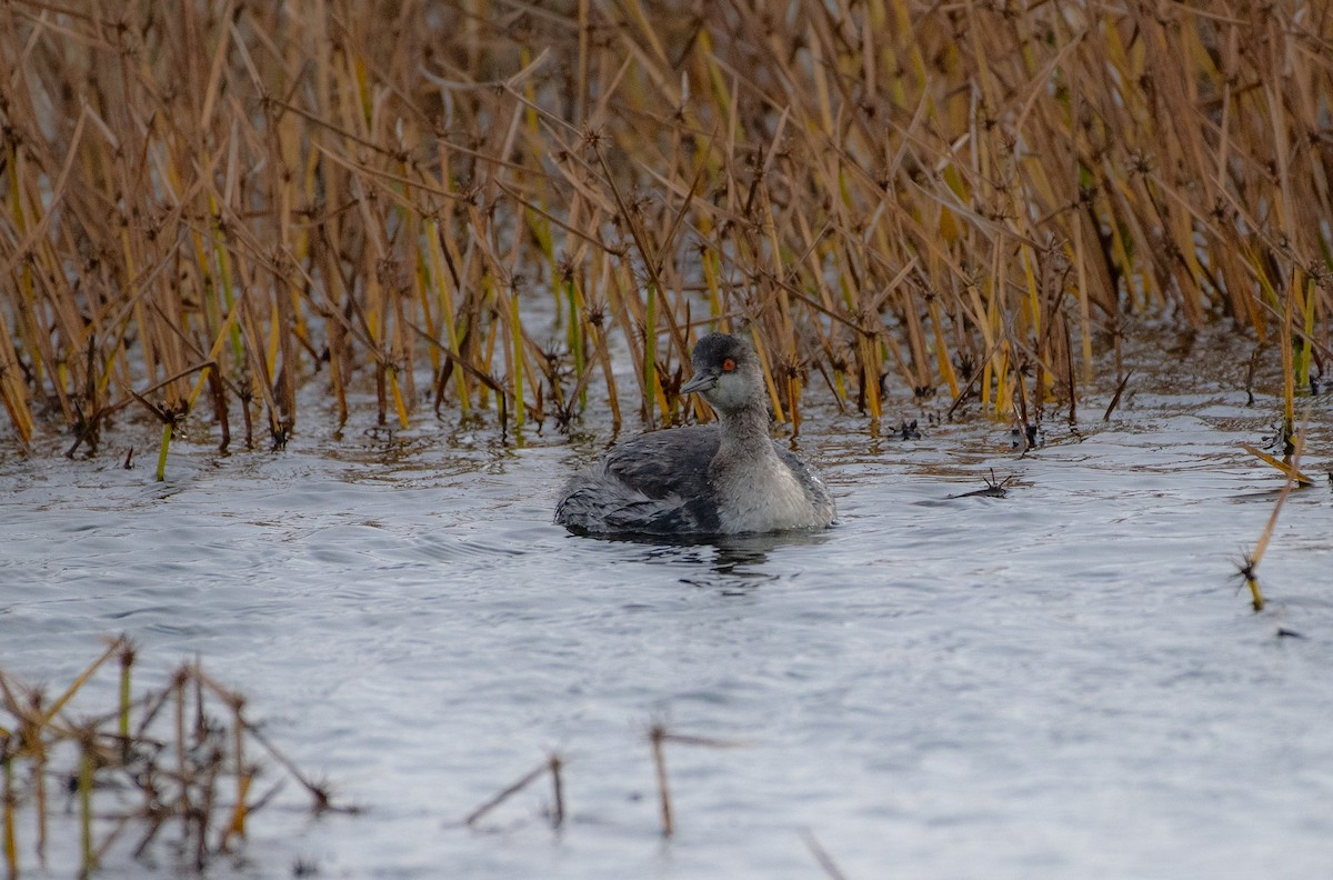 Eared Grebe - ML645063892