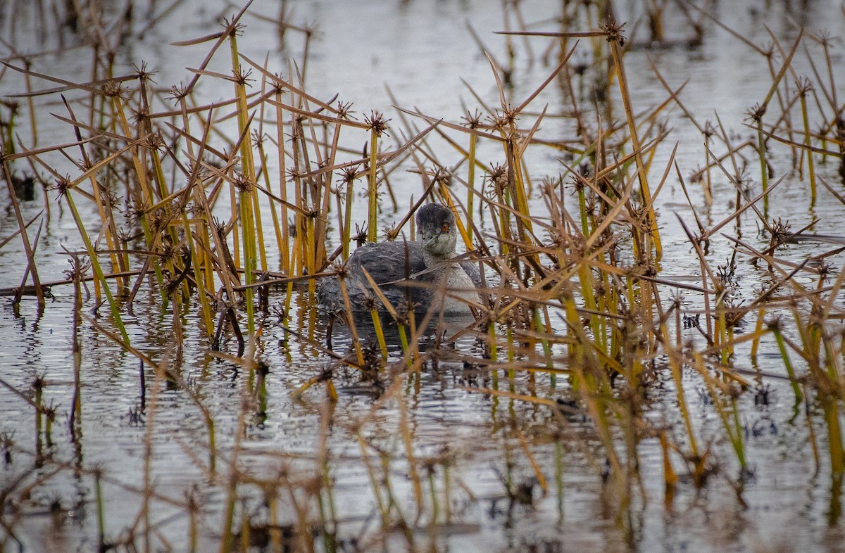 Eared Grebe - ML645063901