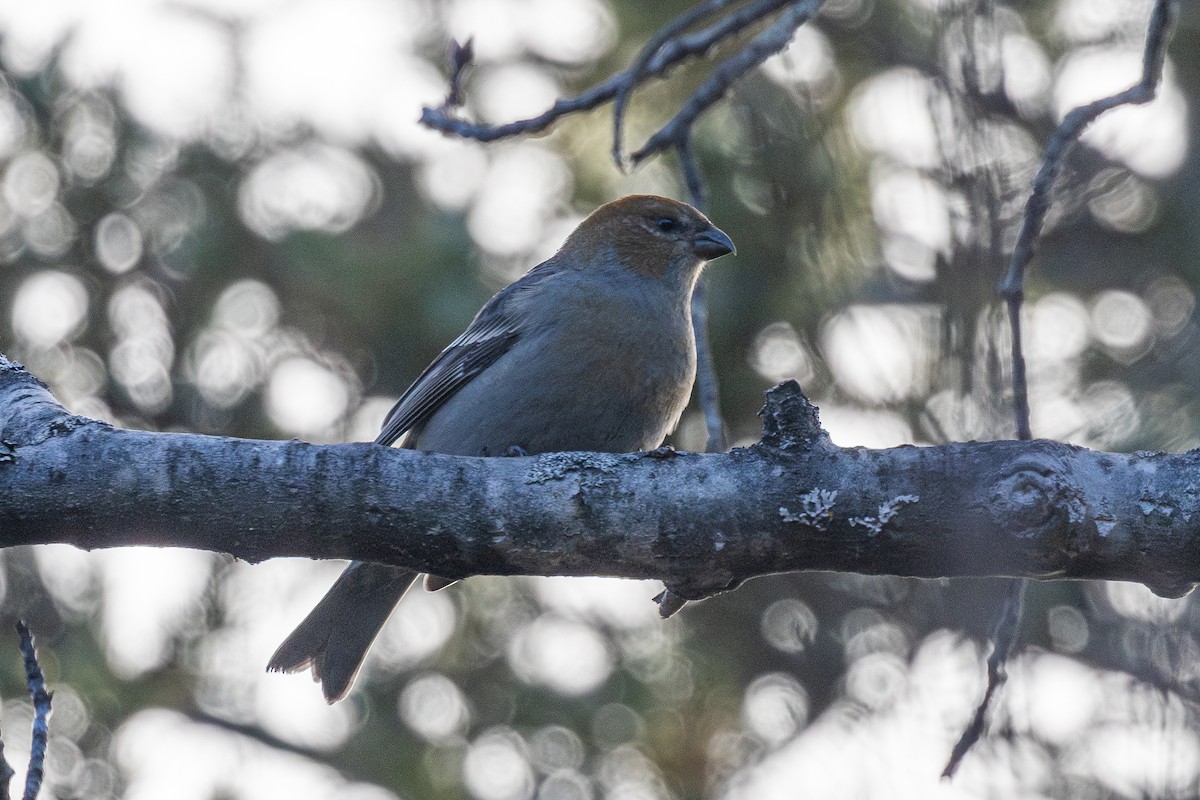 hýl křivčí - ML645063904