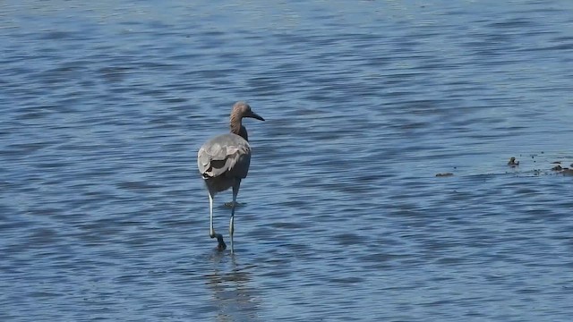 Reddish Egret - ML645063913