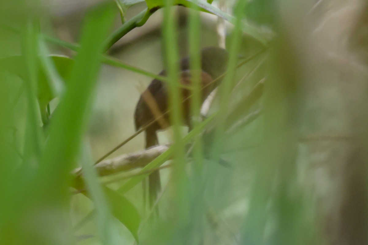 Synallaxe ardoisé - ML645063914