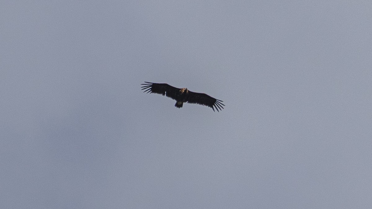 sup hnědý - ML645063931