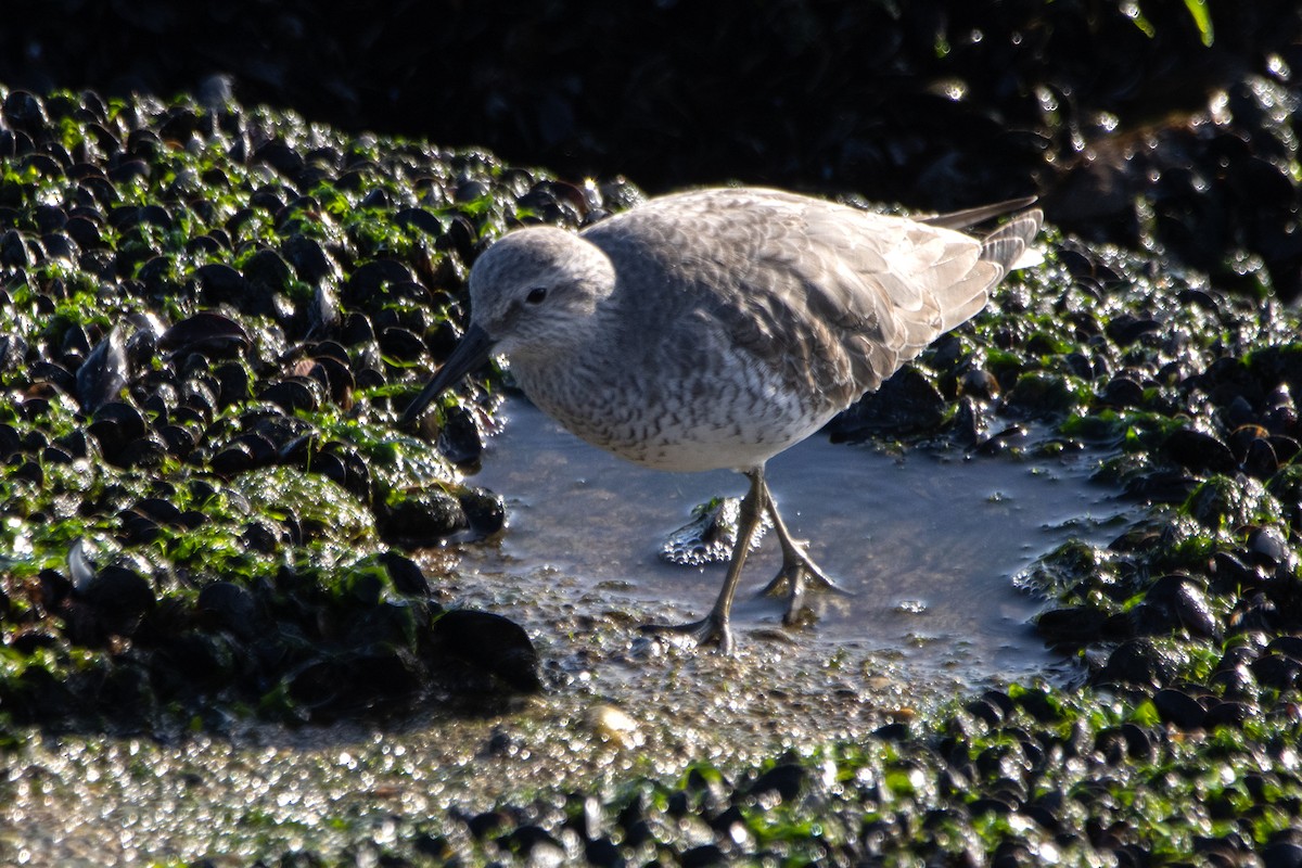 Red Knot - ML645063942