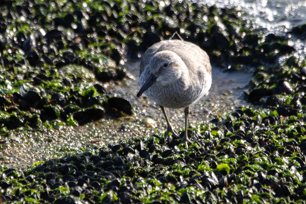 Red Knot - ML645063943