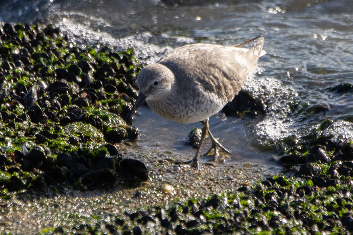 Red Knot - ML645063945