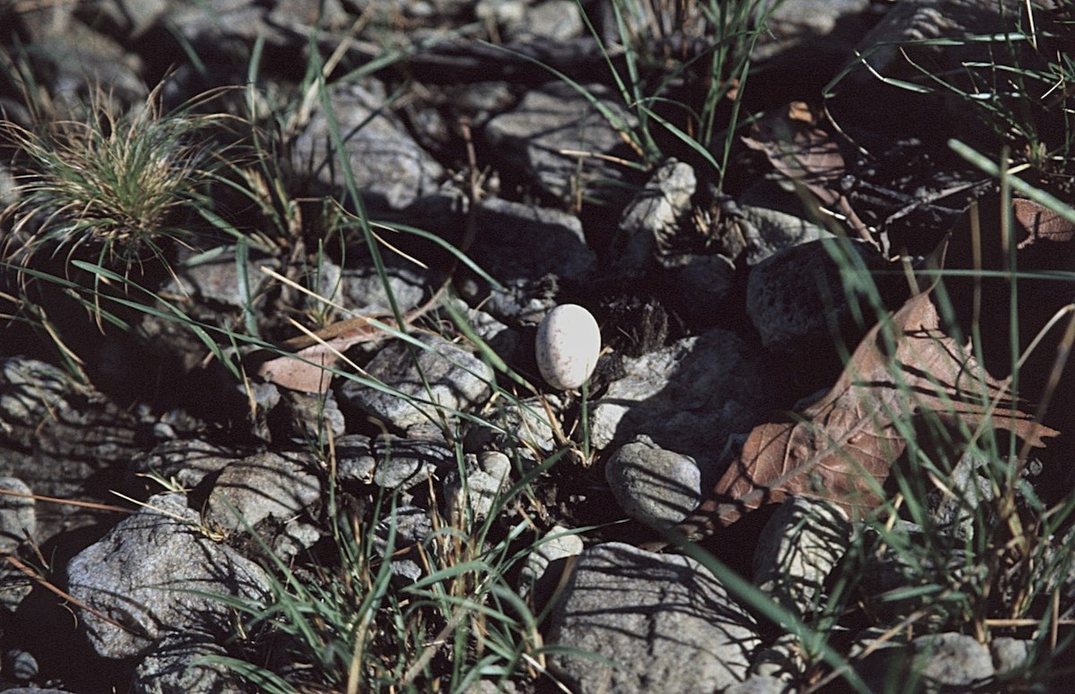 White-tailed Nightjar - ML645063946