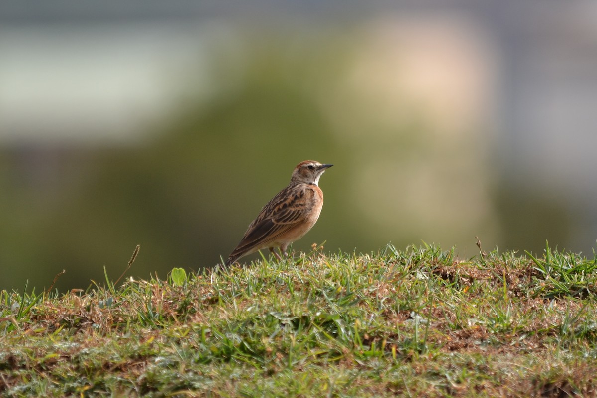 Blanford's Lark (Erlanger's) - ML645063947