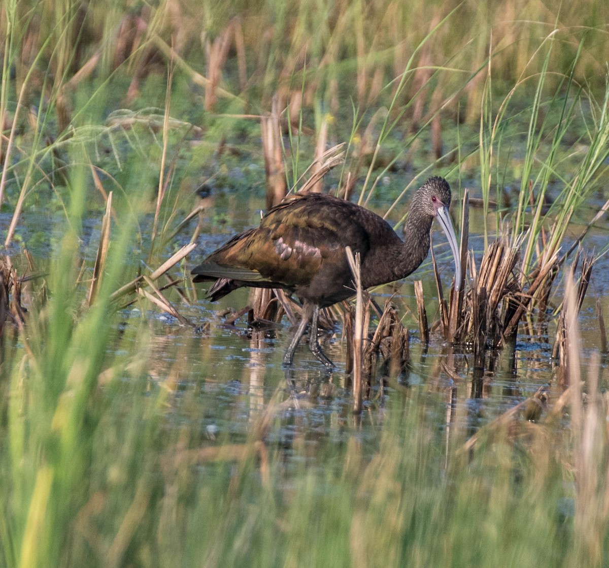 White-faced Ibis - ML645063967