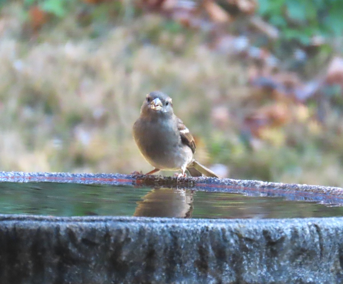 Gorrión Común - ML645063990