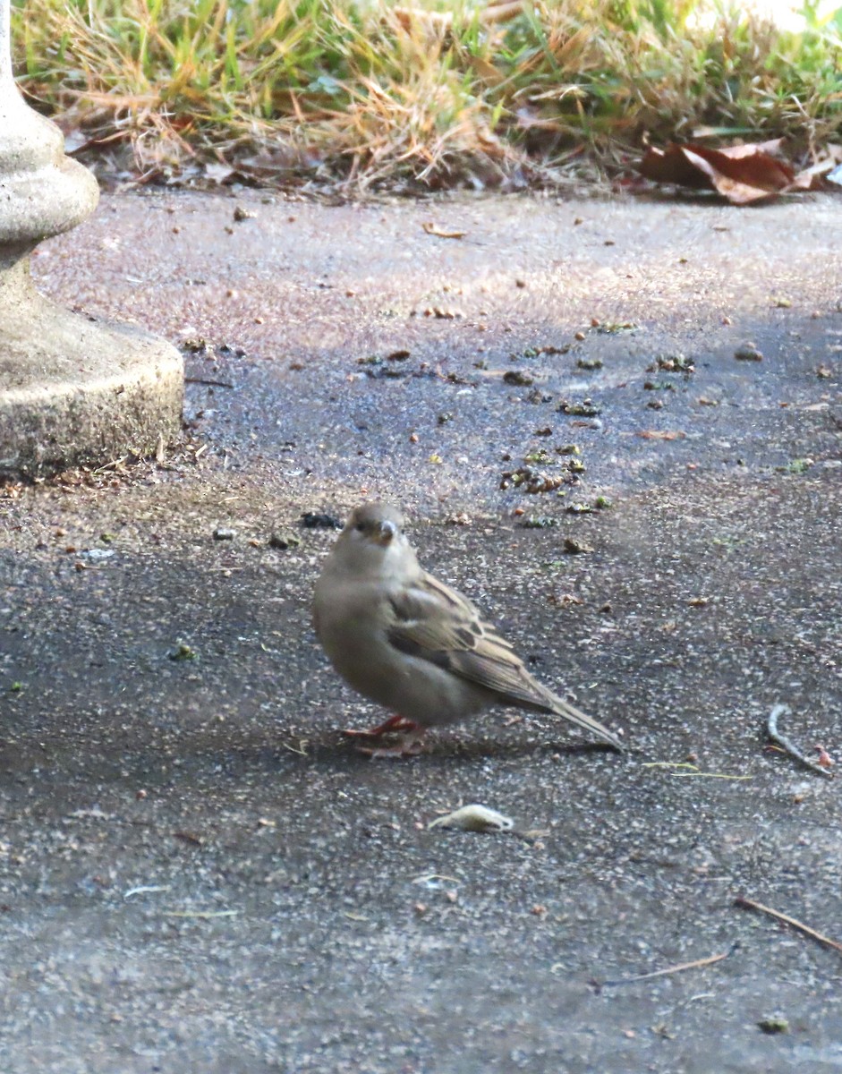 Gorrión Común - ML645063991