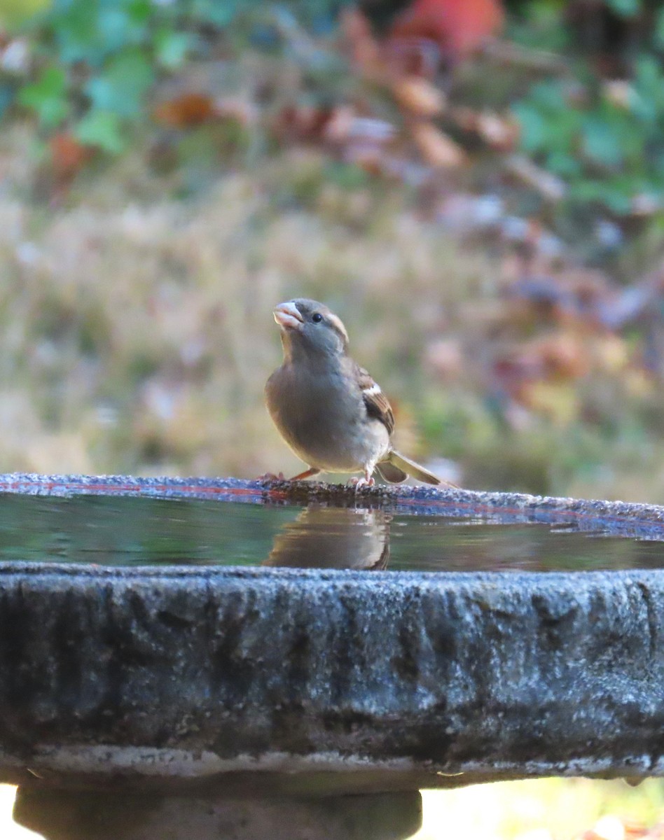 Gorrión Común - ML645063992